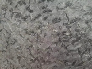 Versace matriz negro exótico losas pulidas antiguas